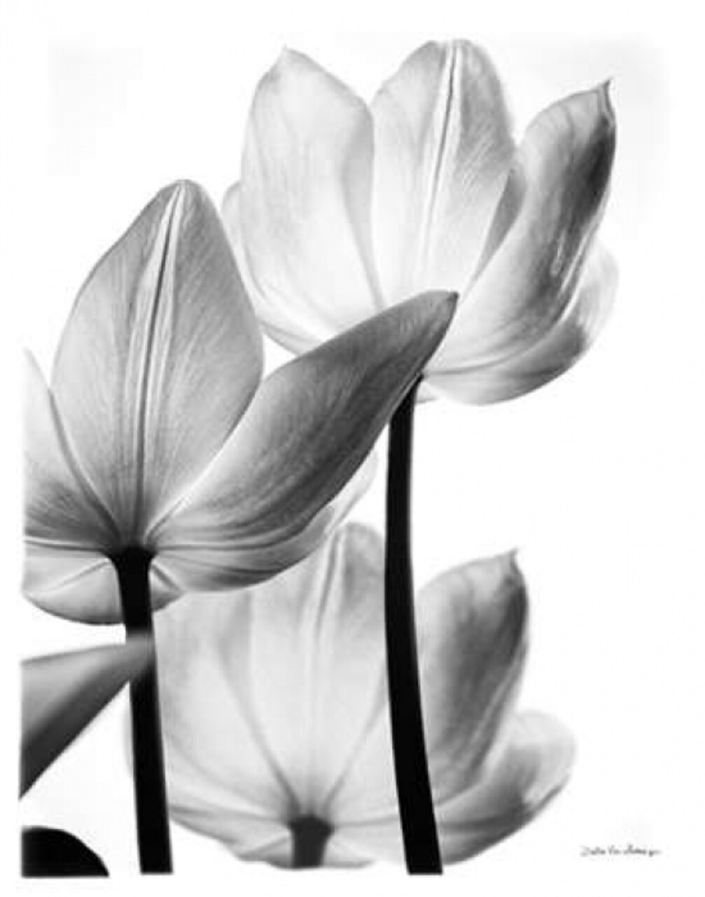 Translucent Tulips III no border Poster Print by Debra Van Swearingen - Item # VARPDX17760